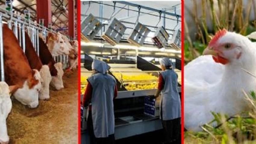 Kırsal Yatırımlara 242 Milyon Destek