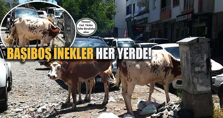BAŞIBOŞ İNEKLER HER YERDE!