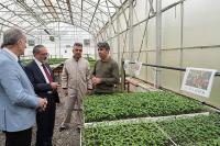 Yerli Fideler Satışta