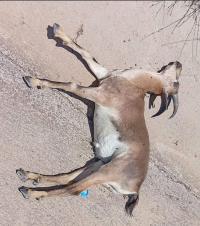 Dağ Keçisi Ölü Bulundu