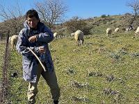 Çobanlık Kursu Düzenlenecek