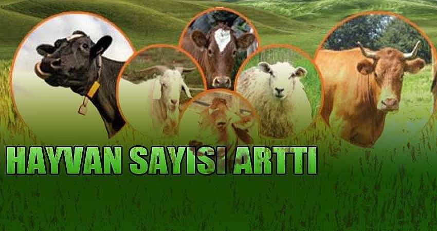 HAYVAN SAYISI ARTTI
