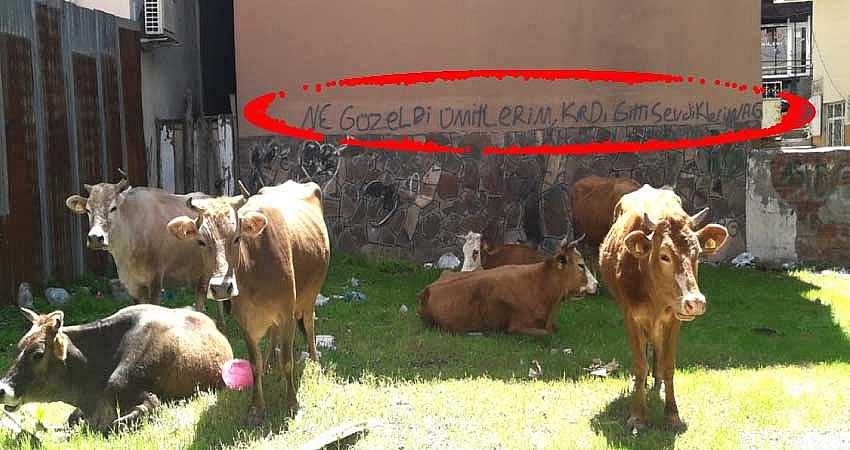 BAŞIBOŞ İNEK SORUNU DEVAM EDİYOR