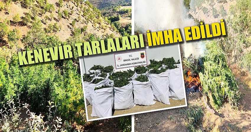 KENEVİR TARLALARI İMHA EDİLDİ