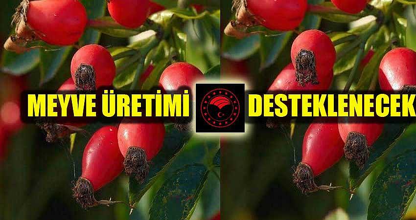 MEYVE ÜRETİMİ DESTEKLENECEK