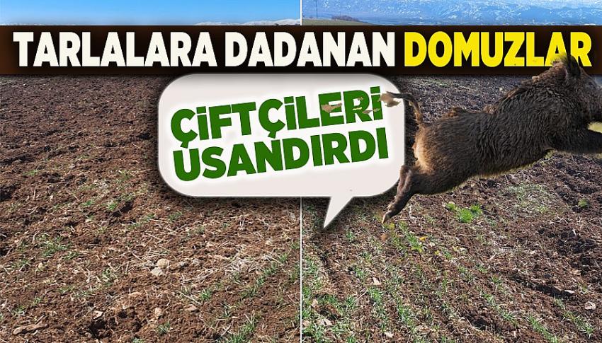 Domuzlar Çiftçiye Ortak Oldu
