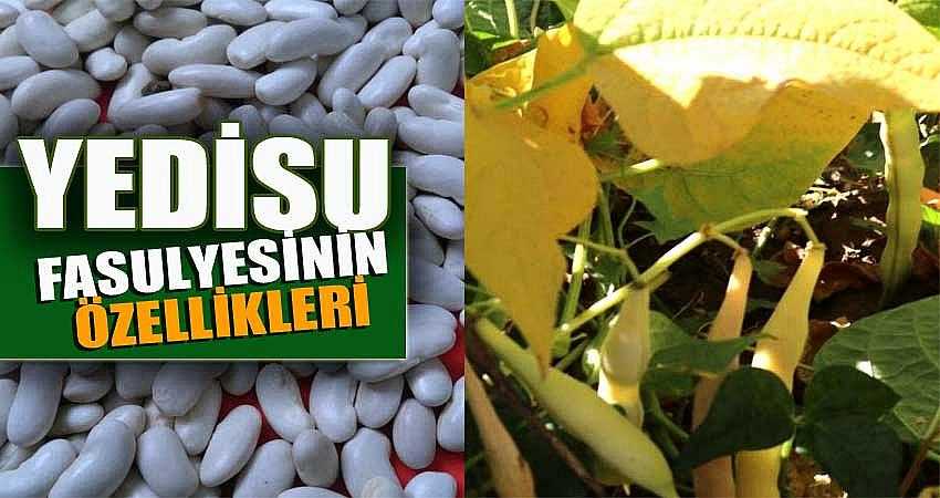 YEDİSU FASULYESİNİN ÖZELLİKLERİ